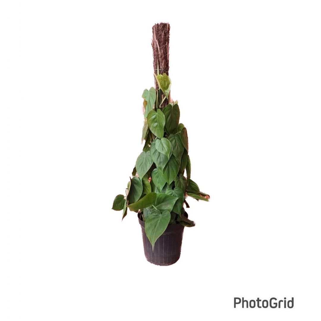 PHILODENDRON SCANDENS MDPT