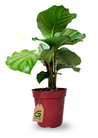 Calathea orbifolia PT 12 (enviamos para todo Brasil)