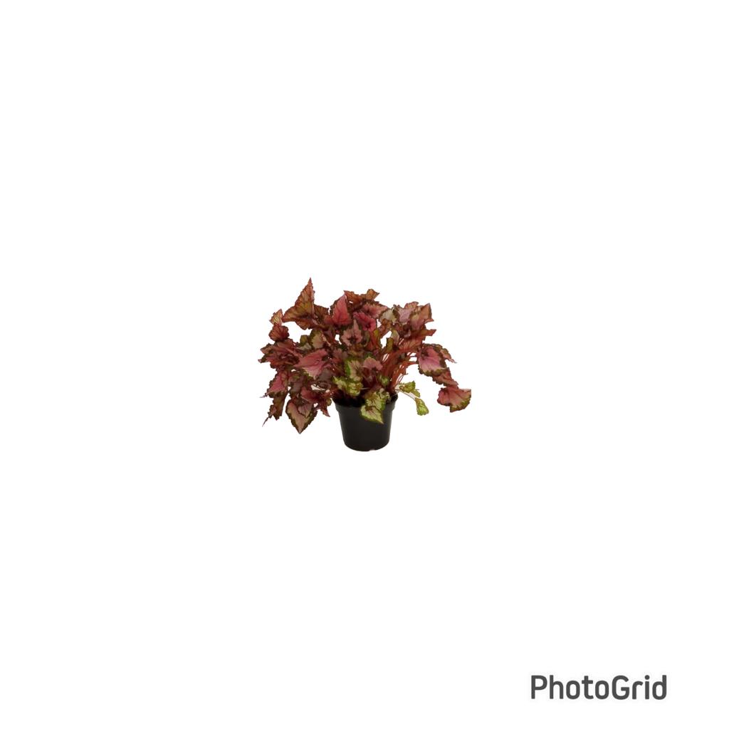 Begonia Beleaf MDPT14 - Cores Variadas (enviamos para todo Brasil)