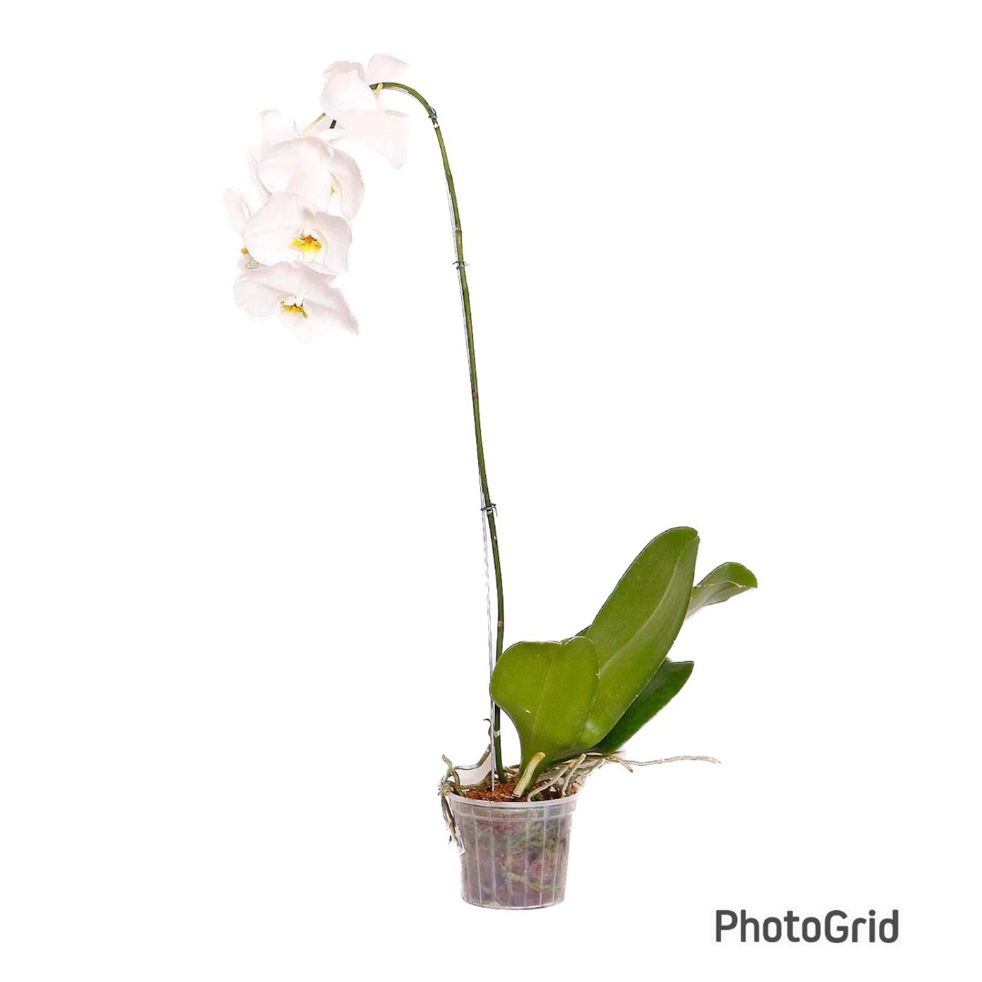 Orquidea Phalaenopsis -1 HASTE -CORES VARIADAS- MDPT15