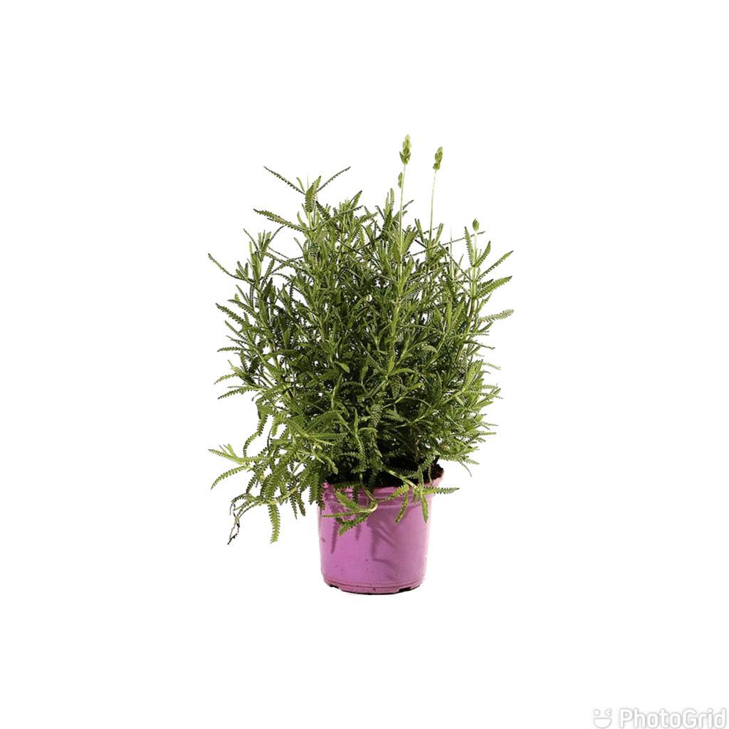LAVANDA ESPECIAL MDPT15