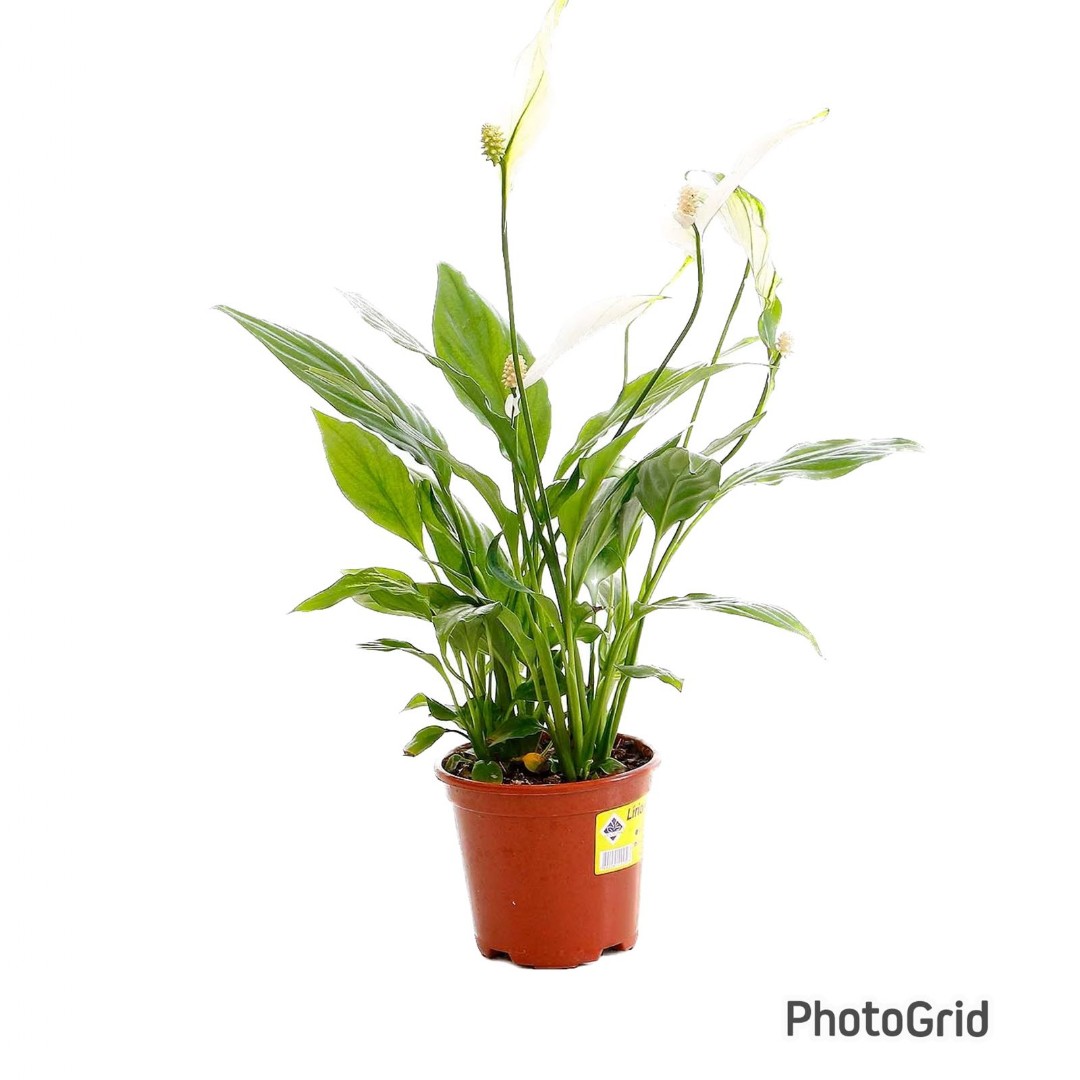 LIRIO DA PAZ (SPATHIPHYLLUM) MDPT11