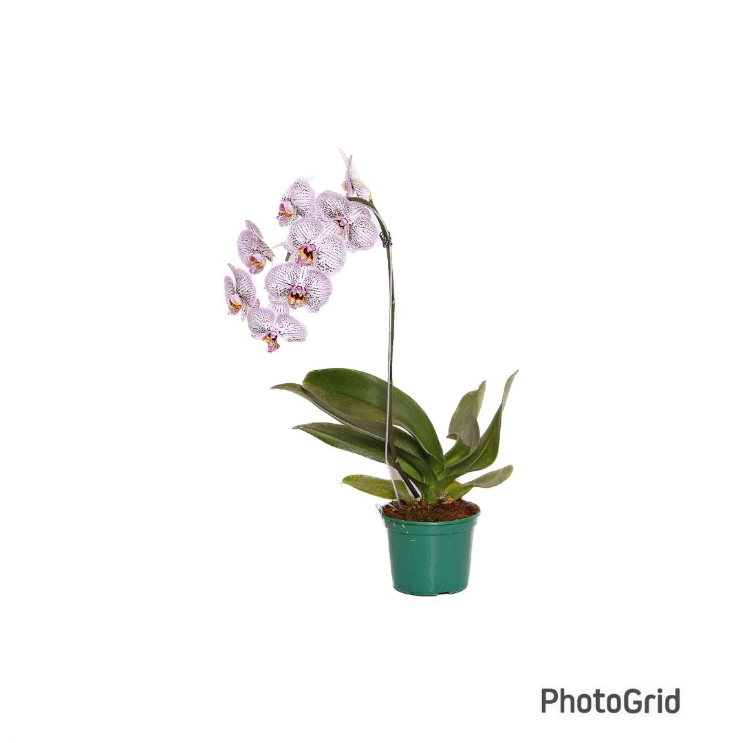 Orquidea Phalaenopsis Cascata MDPT15