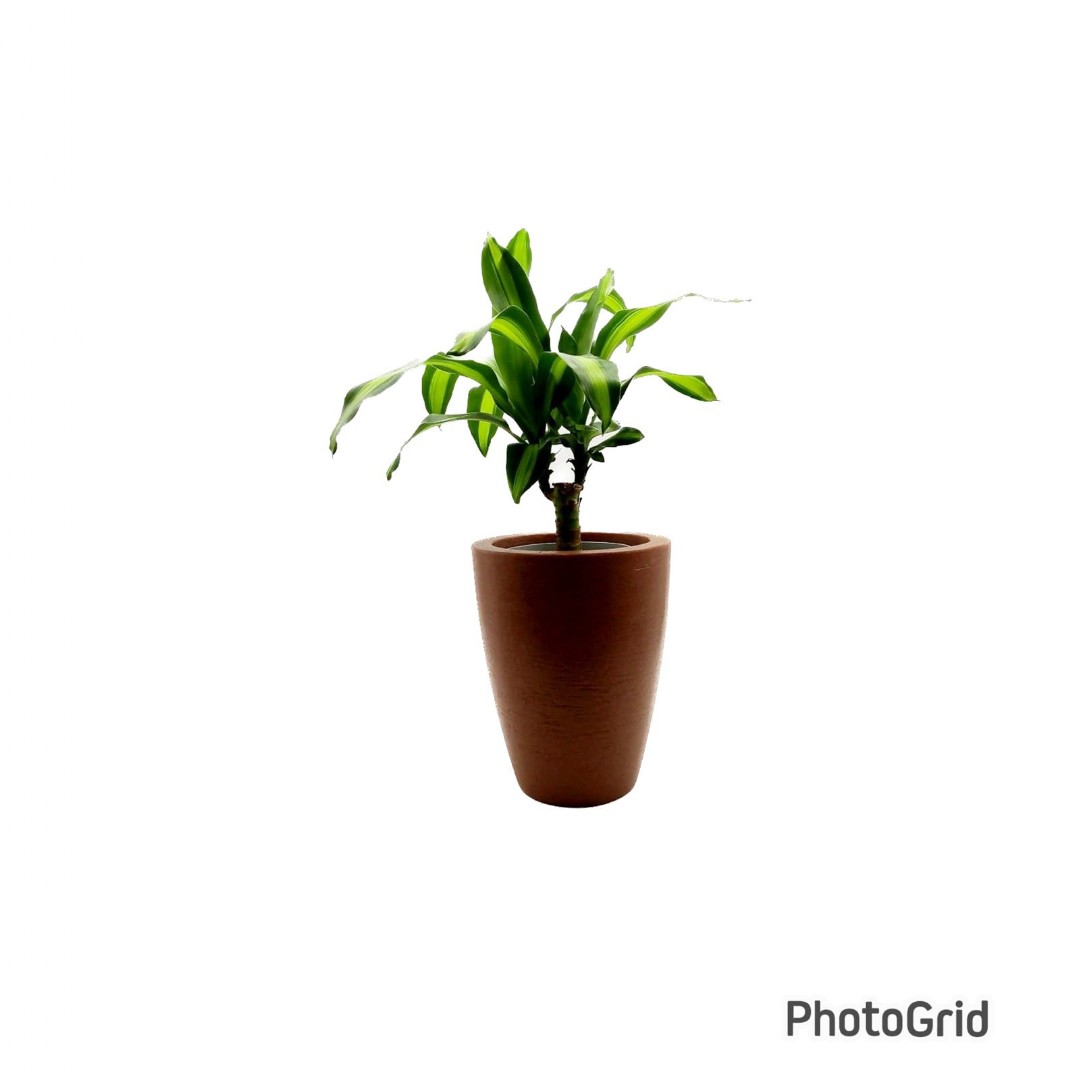 CONJUNTO DRACENA