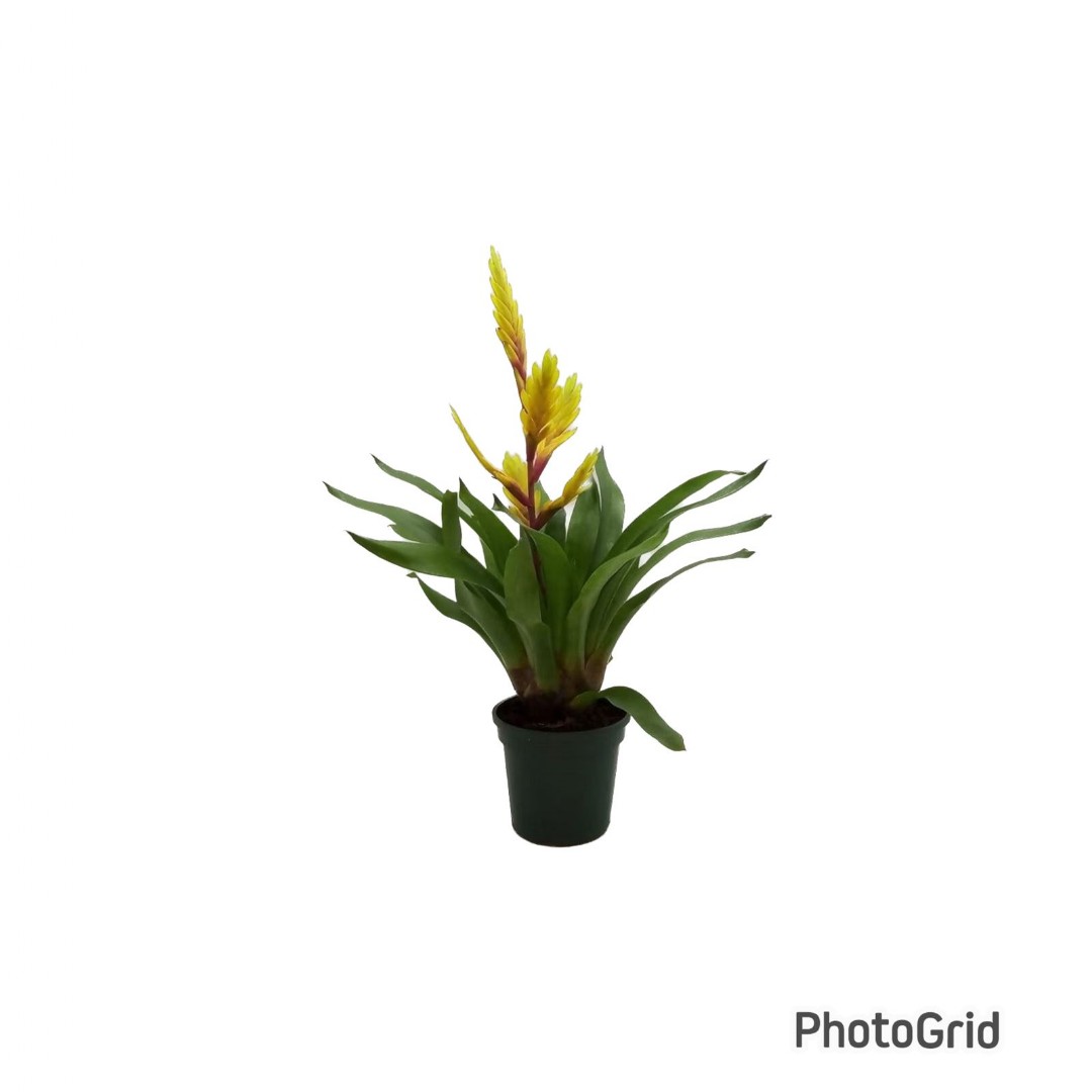 BROMELIA VRIESSEA PT12