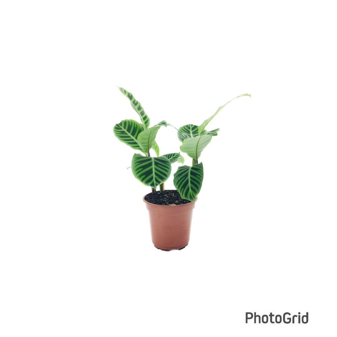 CALATHEA ZEBRINA PT12 (enviamos para todo Brasil)