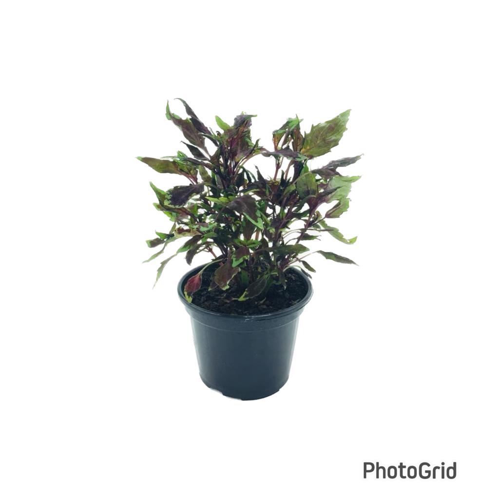 coleus pote 13 (enviamos para todo Brasil)
