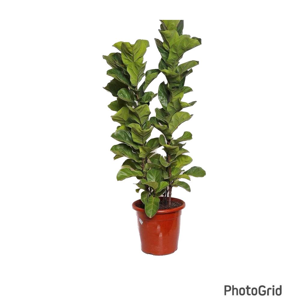 Ficus Lyrata Bambino MDPT30VL