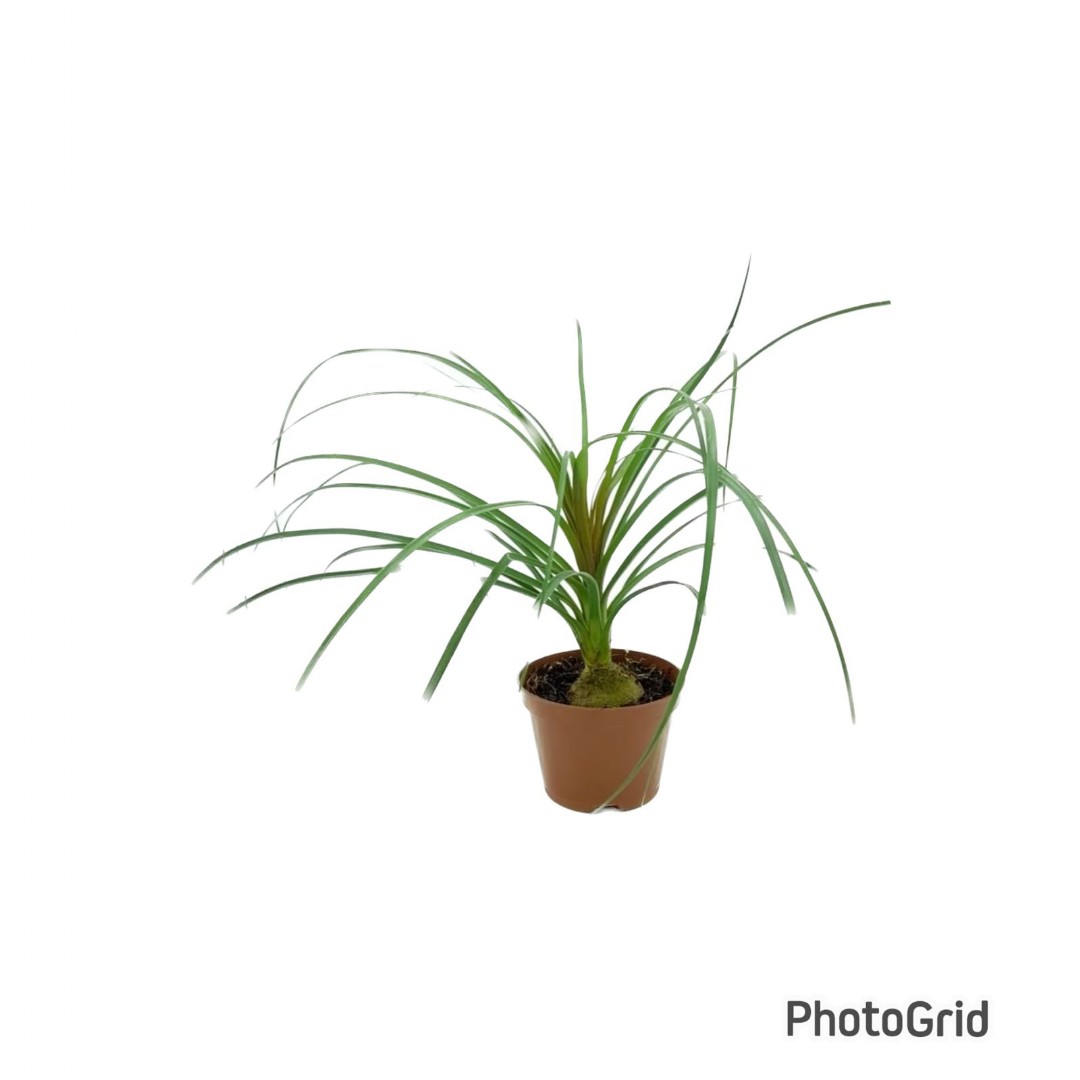 BEAUCARNEA POTE 11 (enviamos para todo Brasil)