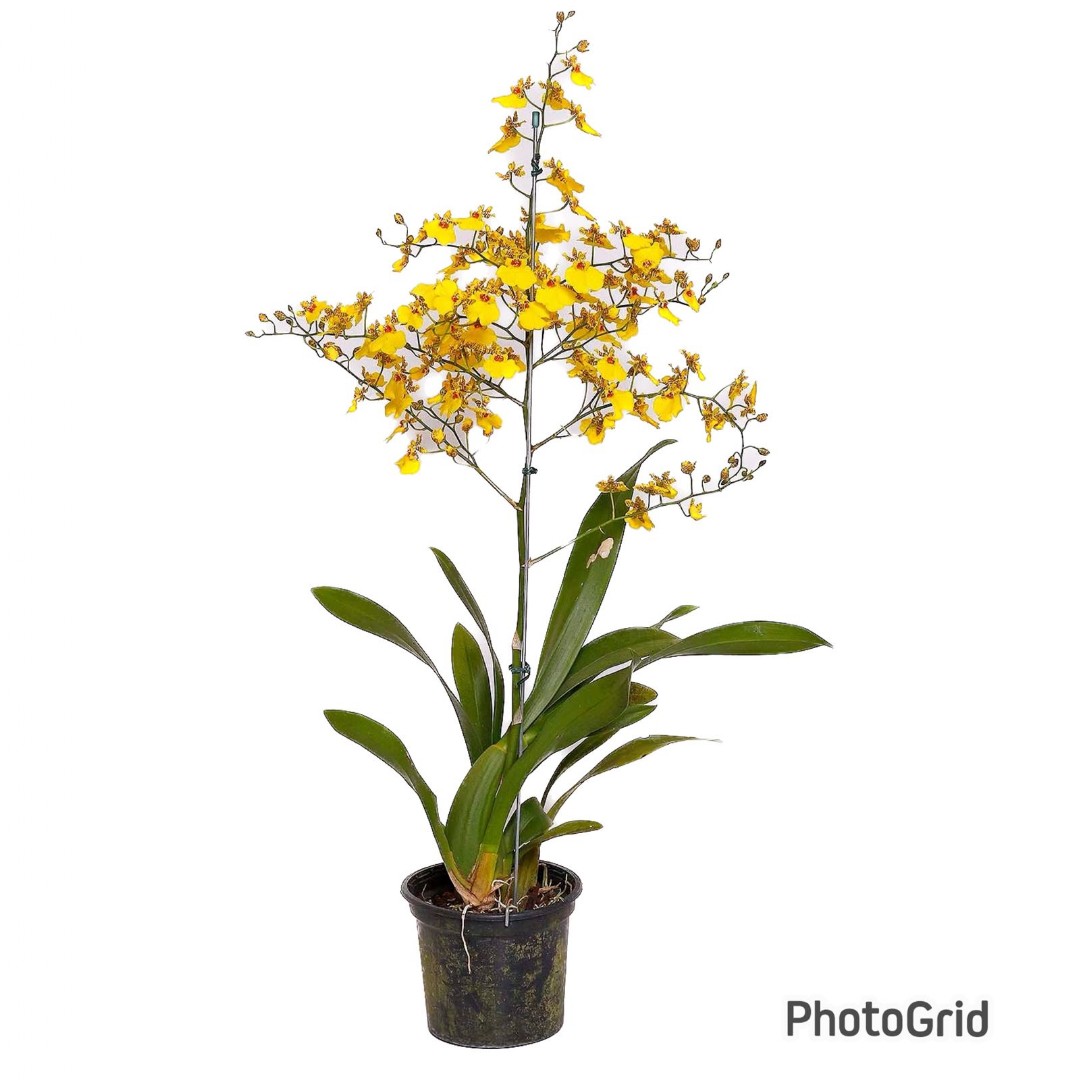 Orquídea Oncidium Amarela MDPT15VL