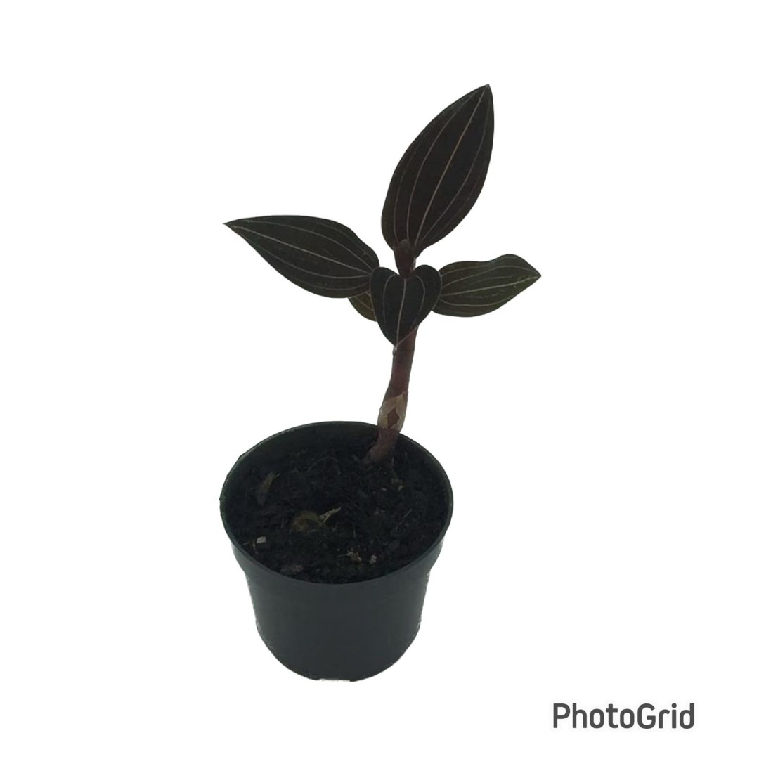 ORQUIDEA LUDISIA PT09 (enviamos para todo Brasil)