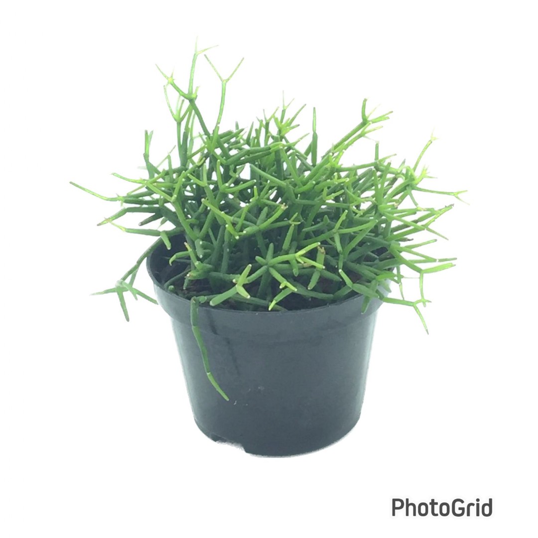 Rhipsalis Erecta pote 11 (Enviamos para todo Brasil)