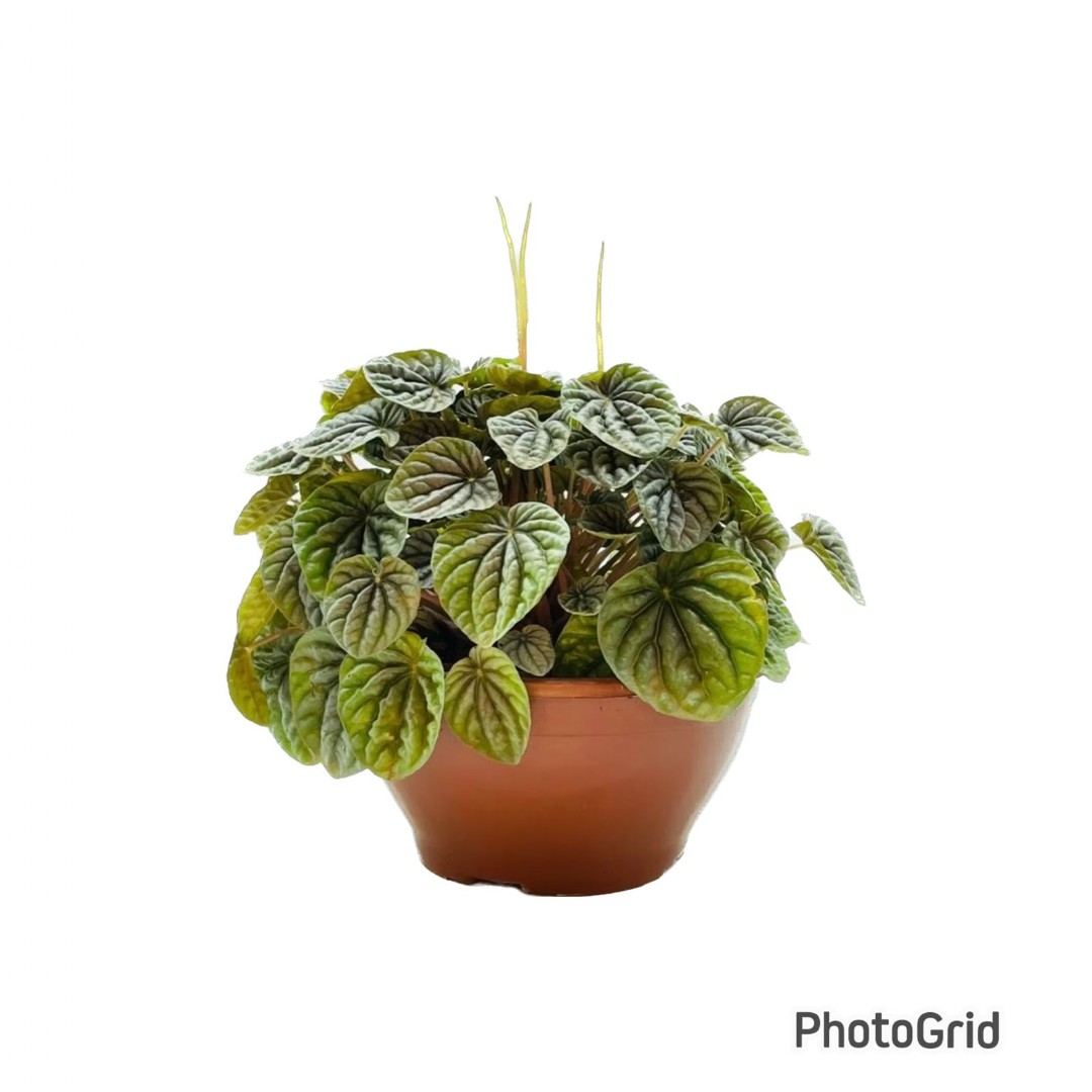 PEPEROMIA CAPERATA CUIA 21