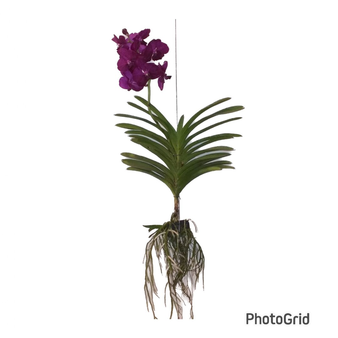 ORQUIDEA VANDA -CORES E TAMANHOS VARIADAS