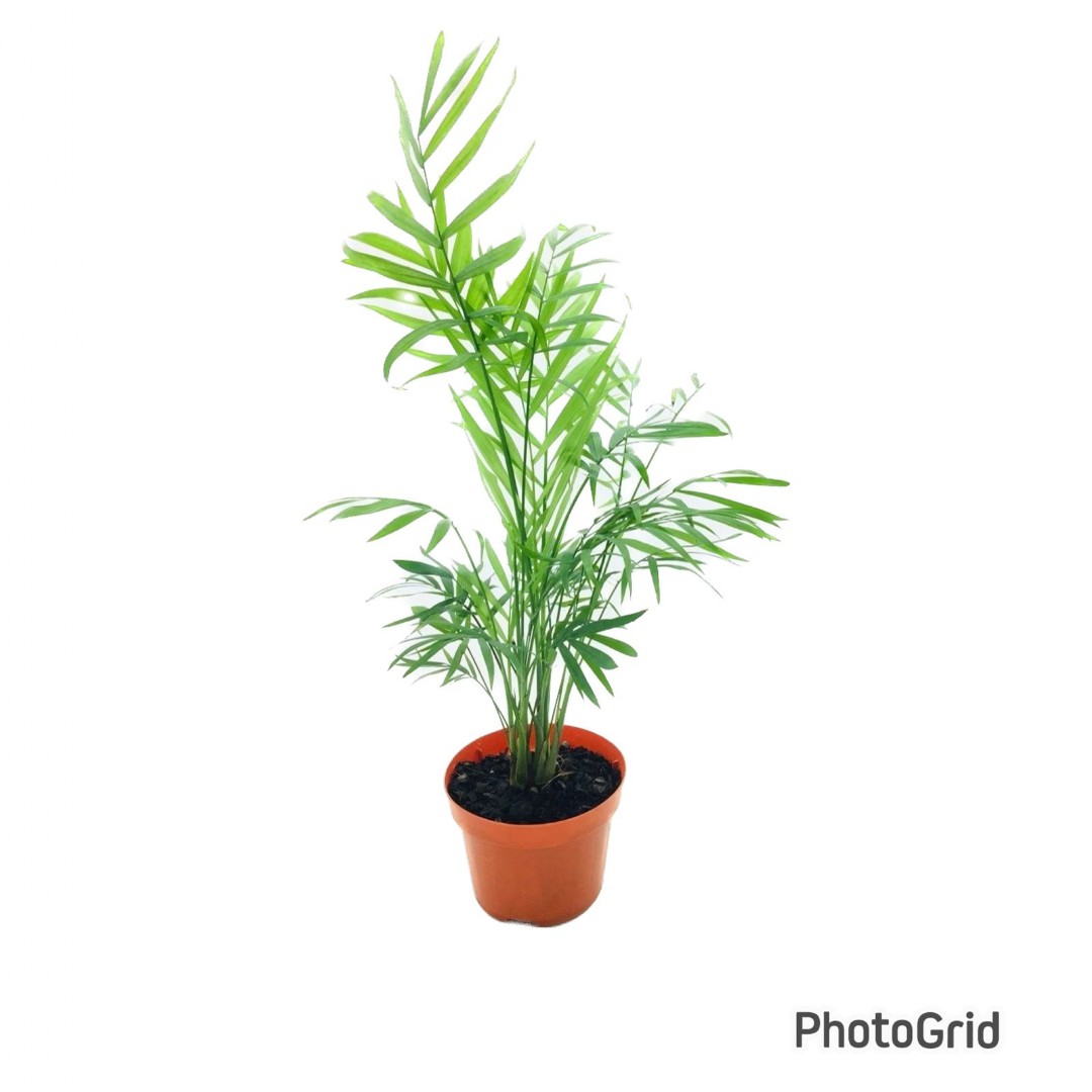 Palm. Chameadora Elegans pote 11 (enviamos para todo Brasil)
