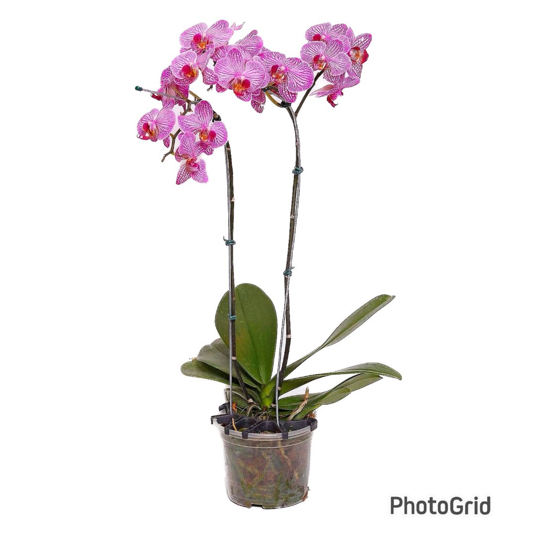 Orquídea Phalaenopsis Pink 2 Hastes MDPT15