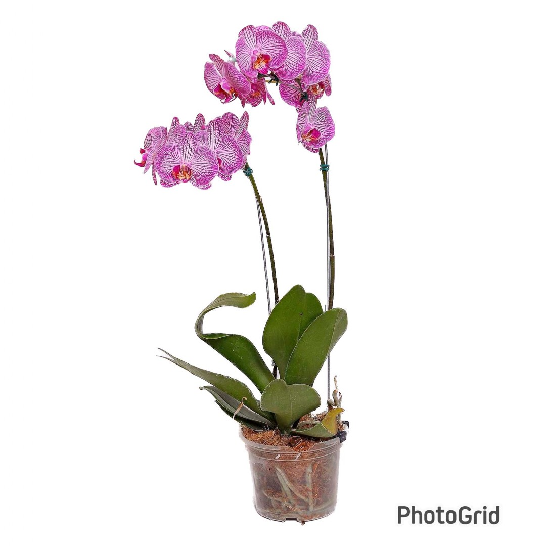Orquídea Phalaenopsis Variadas MDPT15