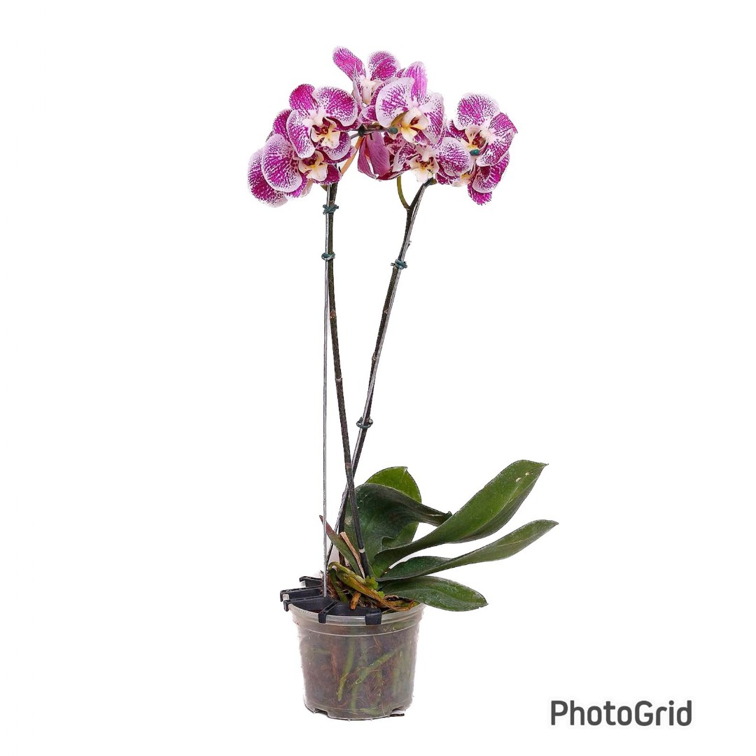 Orquídea Phalaenopsis Pink Pintada 2 Hastes MDPT15