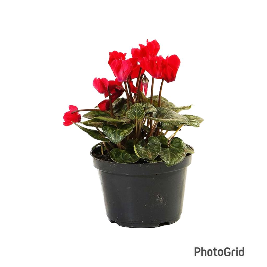 Cyclamen Mini MDPT11