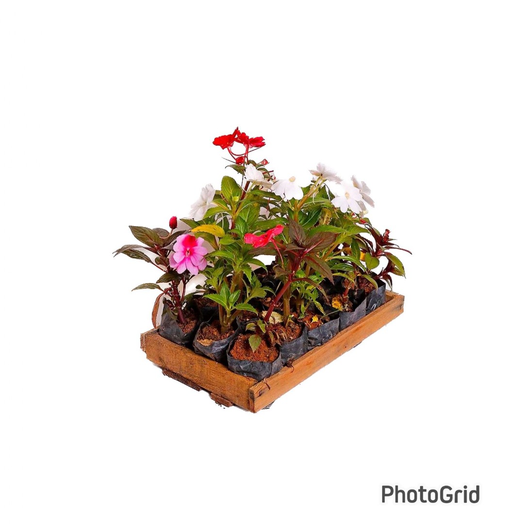 Impatiens Caixa com 08UN