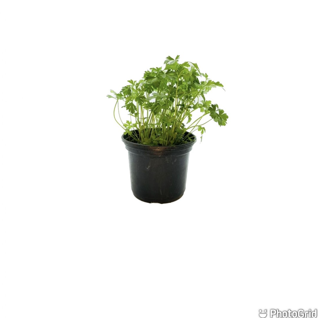 SALSA MDPT15
