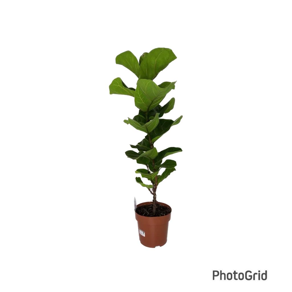 FICUS LYRATA bambino MDPT17