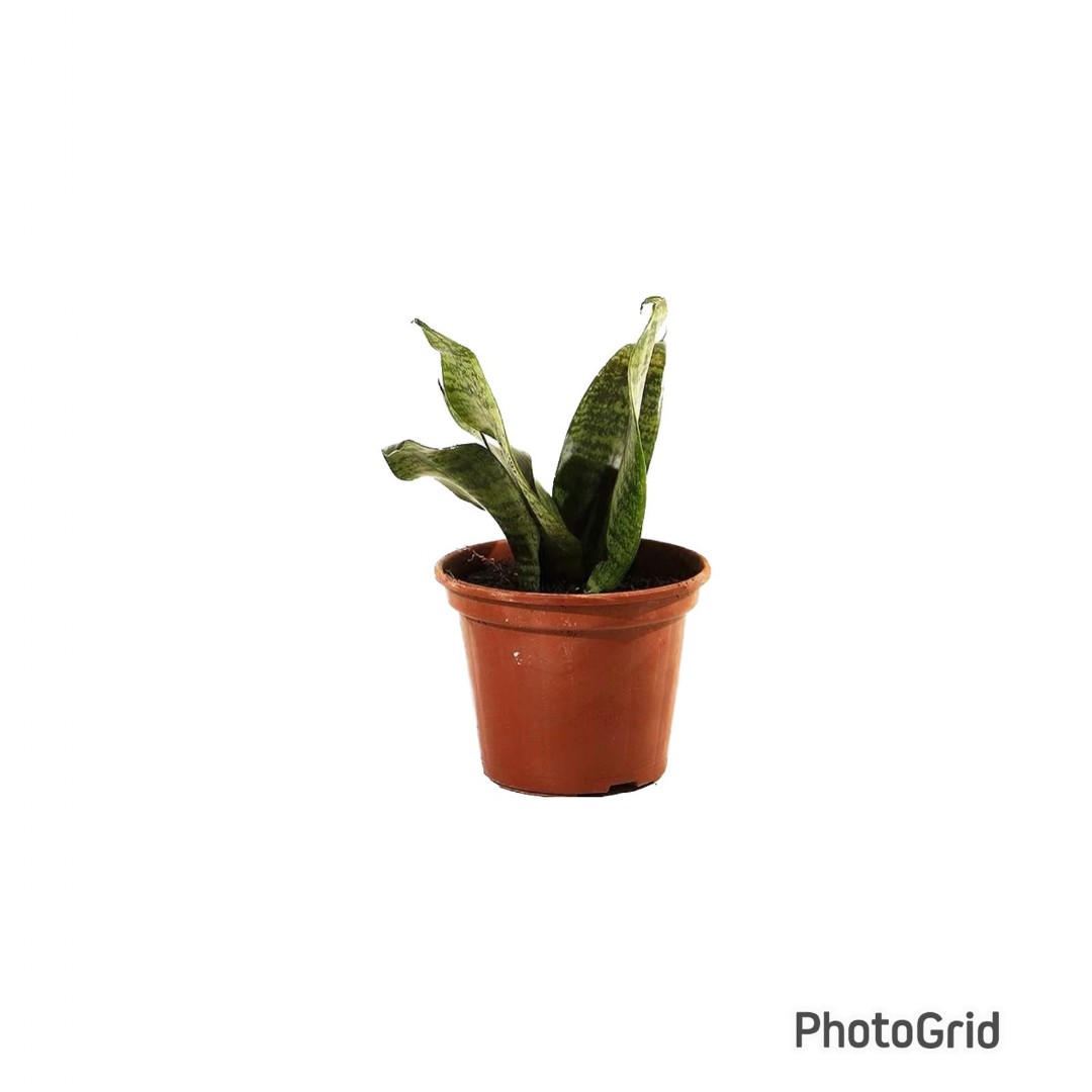 Sanseveria Espada de São Jorge MDPT15 (Enviamos para todo Brasil)