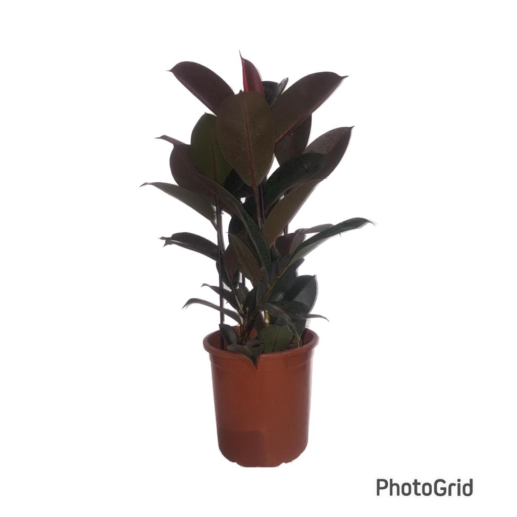 FICUS ELASTICA BURGUNDY MDPT24