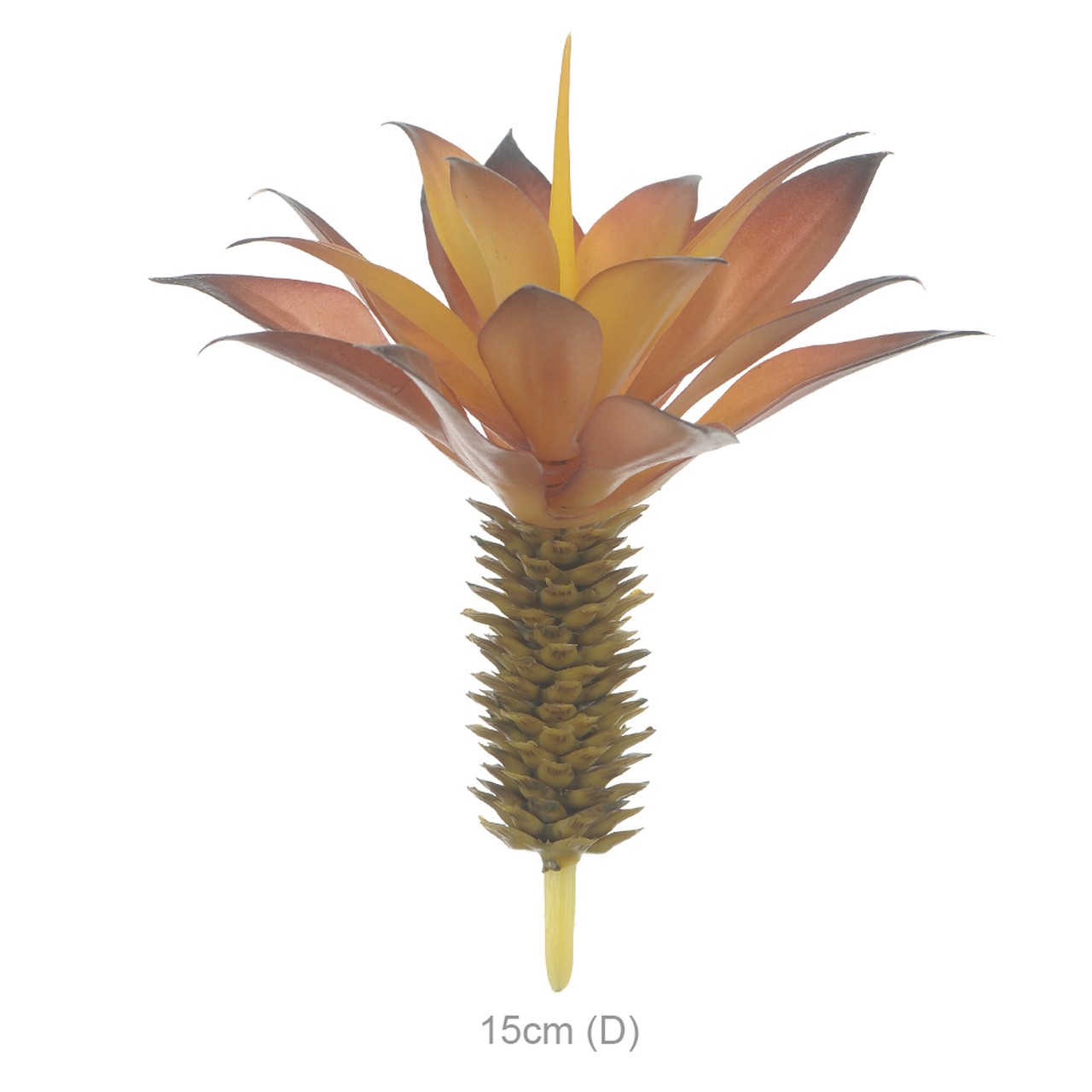 AGAVE SUCULENTA 17CM