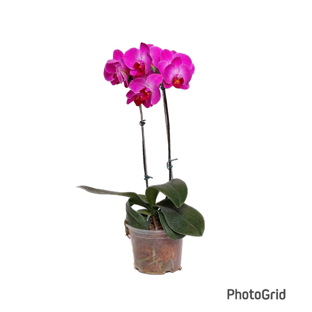 Orquídea Phalaenopsis Pink 2 Hastes MDPT15