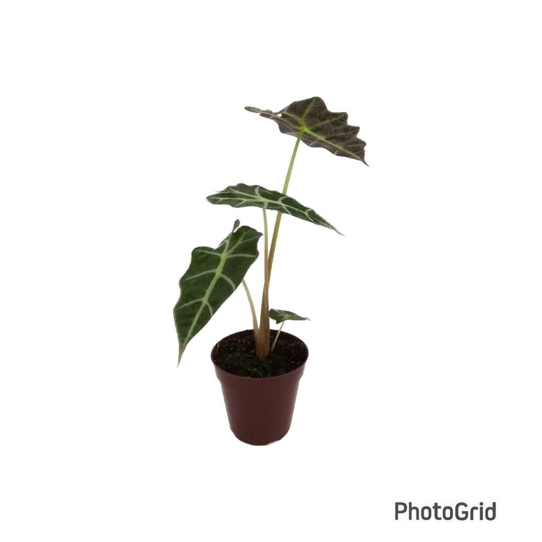 ALOCASIA VARIADA PT12 (enviamos para todo Brasil)
