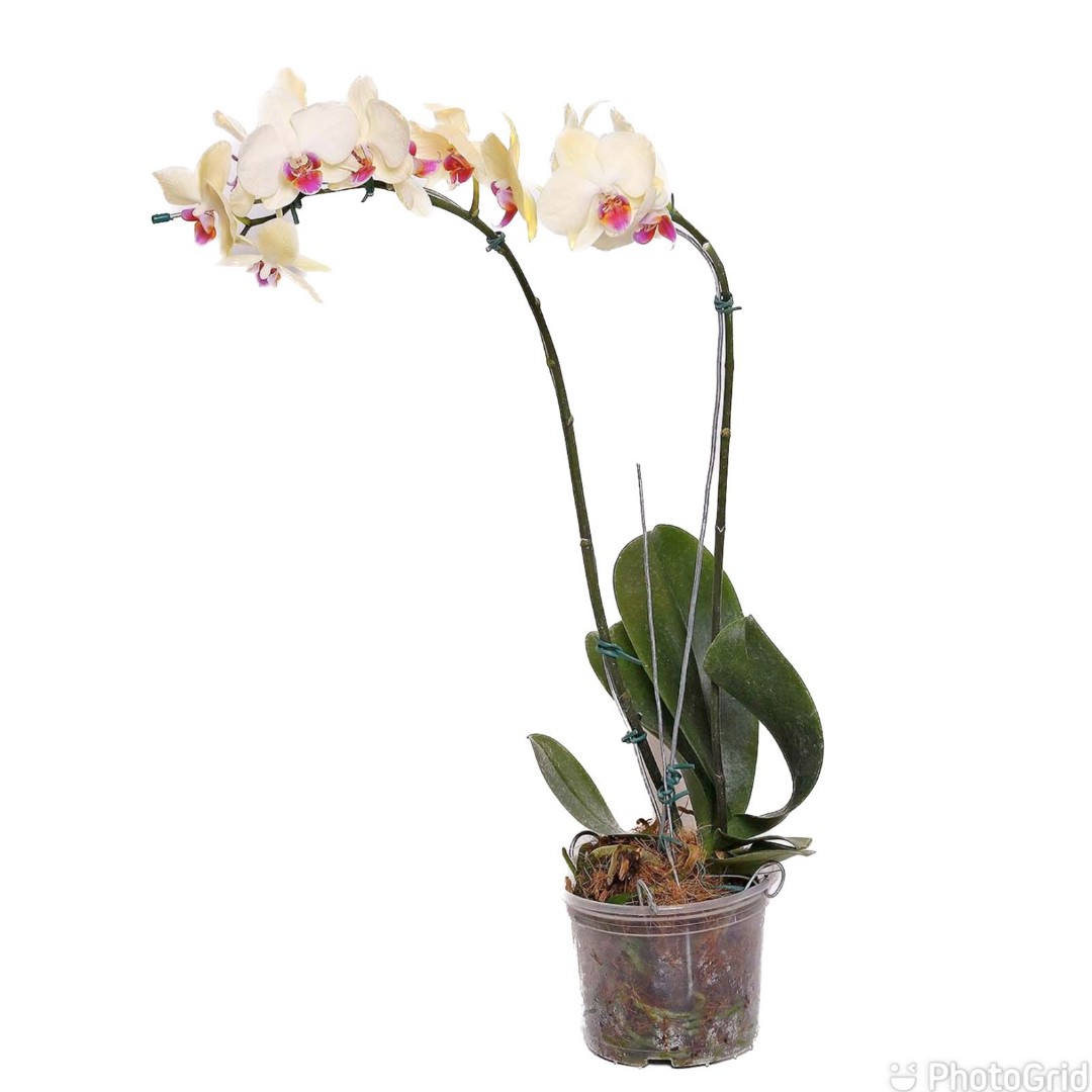 Orquídea Phalaenopsis 2 hastes MDPT15-cores variadas