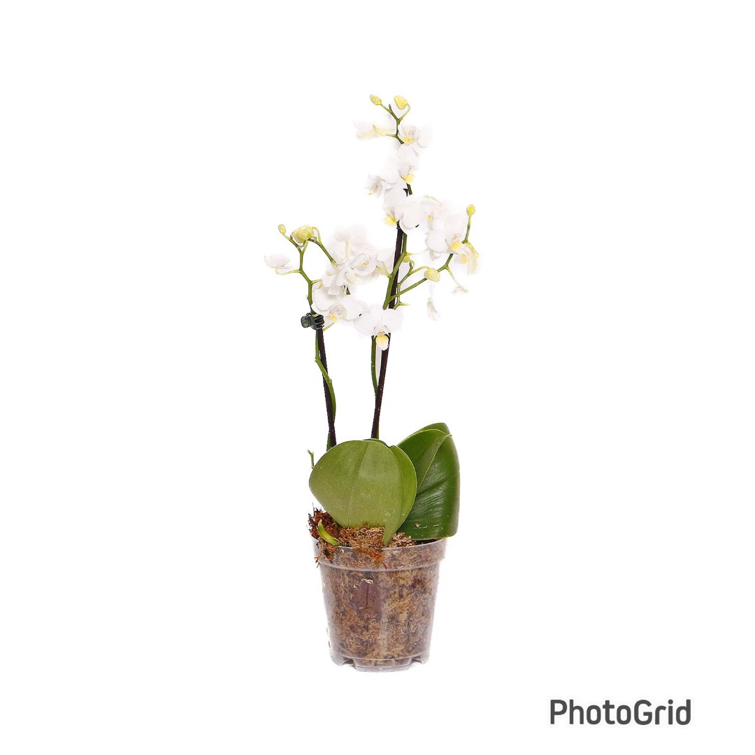 Orquidea Phalaenopsis Mix MDPT12(cores variadas)