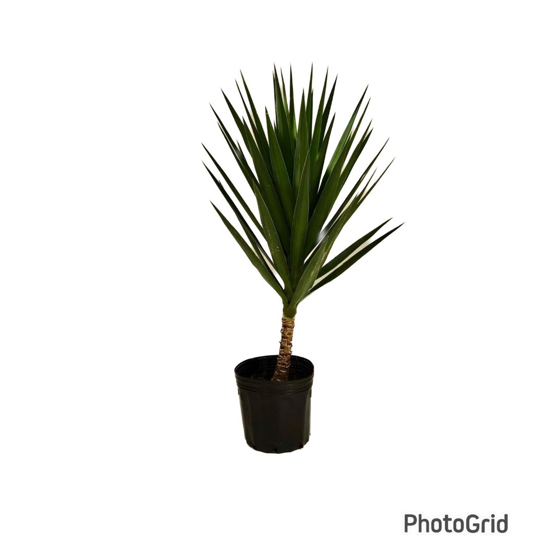 YUCCA PT 27