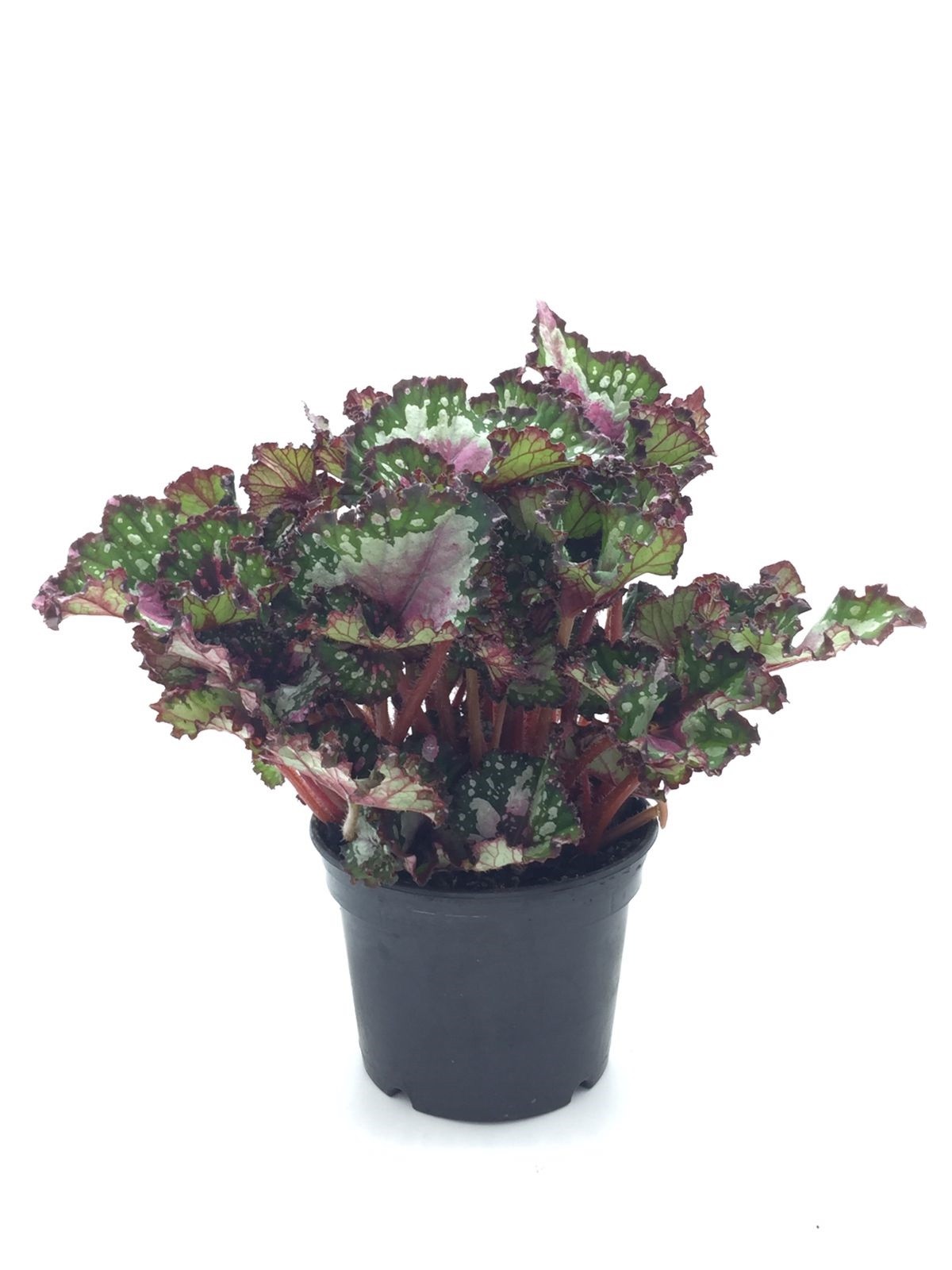 Begonia Beleaf pote 11 (enviamos para todo Brasil)