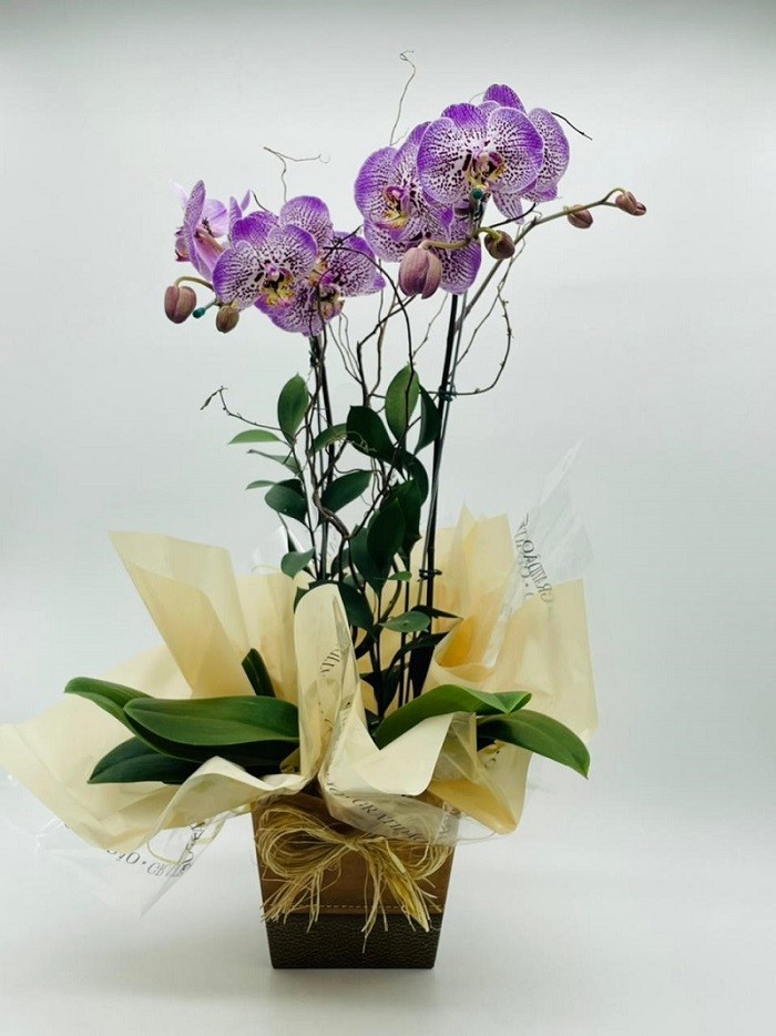 ARRANJO NATURAL ORQUIDEA MADRI 70