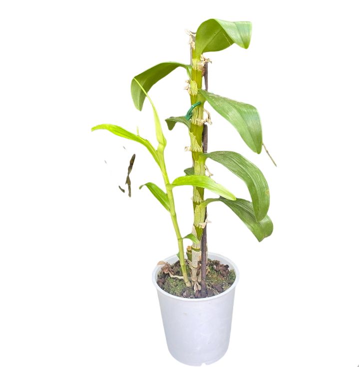 ORQUIDEA JARDIM MDPTSM (SEM FLOR )