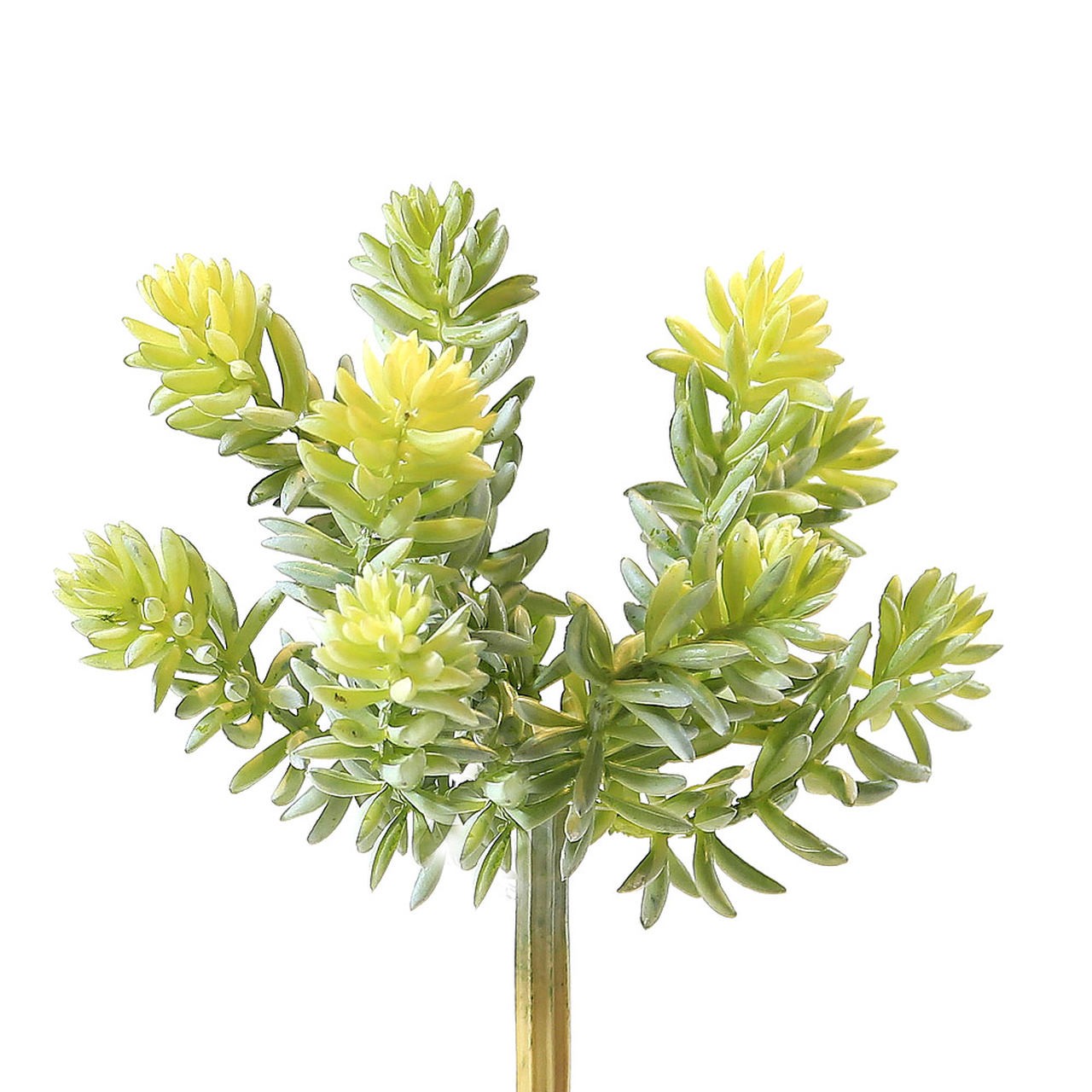 SUCULENTA VD FROST 18CM