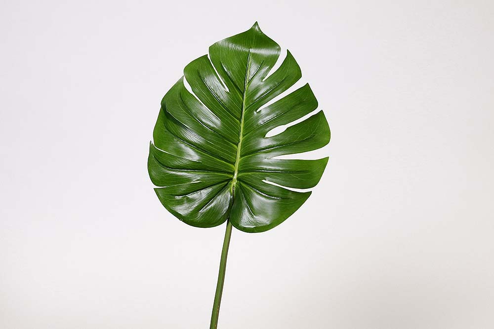 folha costela de adão (71cm)