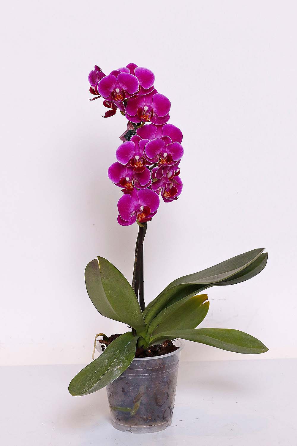 Orquídea Phalaenopsis Mini CORES Variadas MDPT9