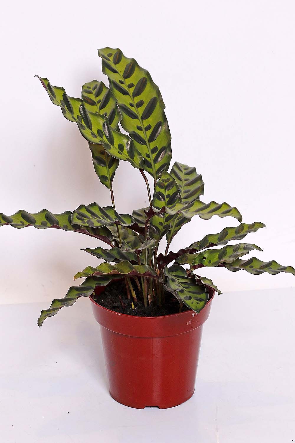 Maranta Cascavél -Calathea Insignis pt12 (enviamos para todo Brasil)