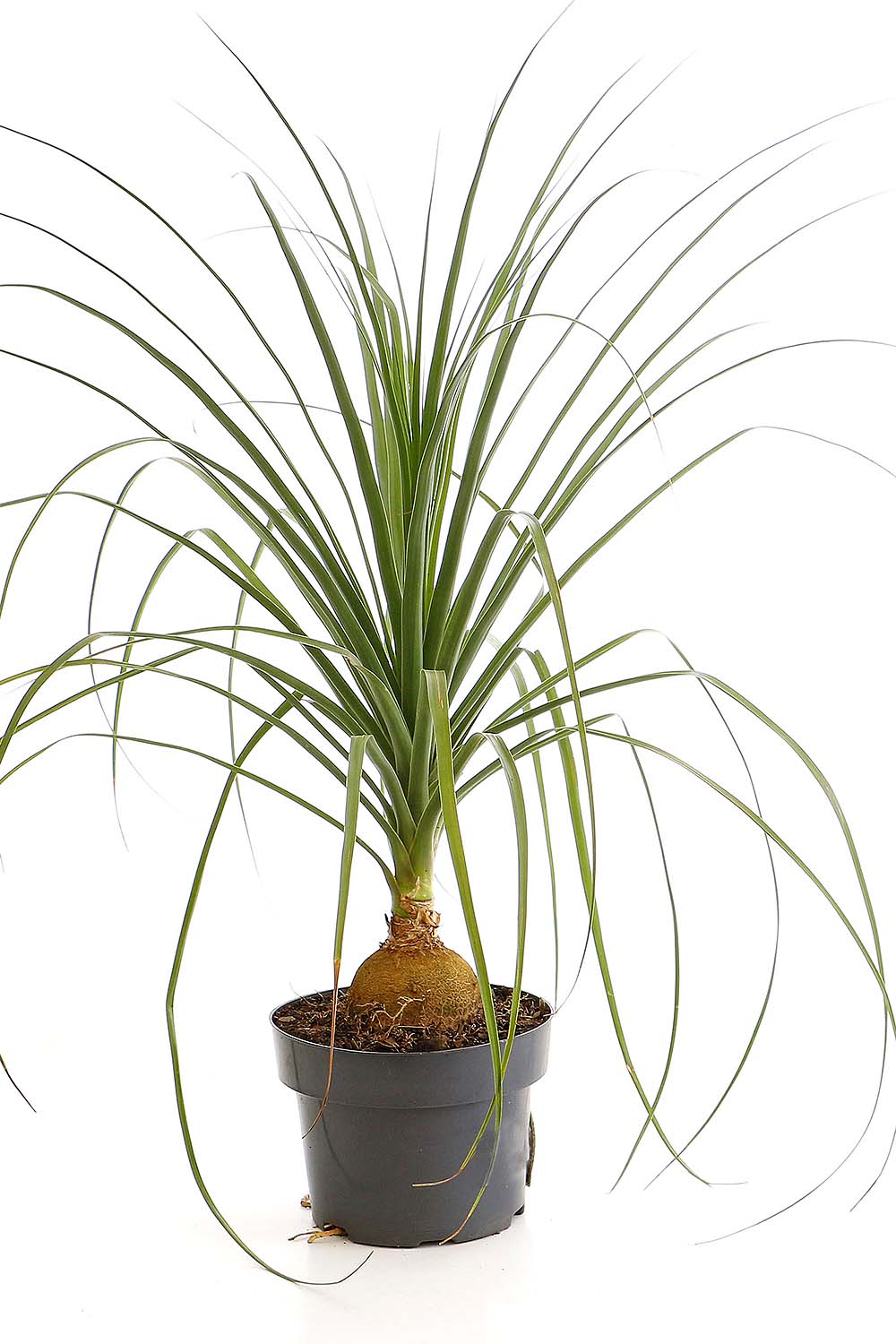 Beaucarnea MDPT17