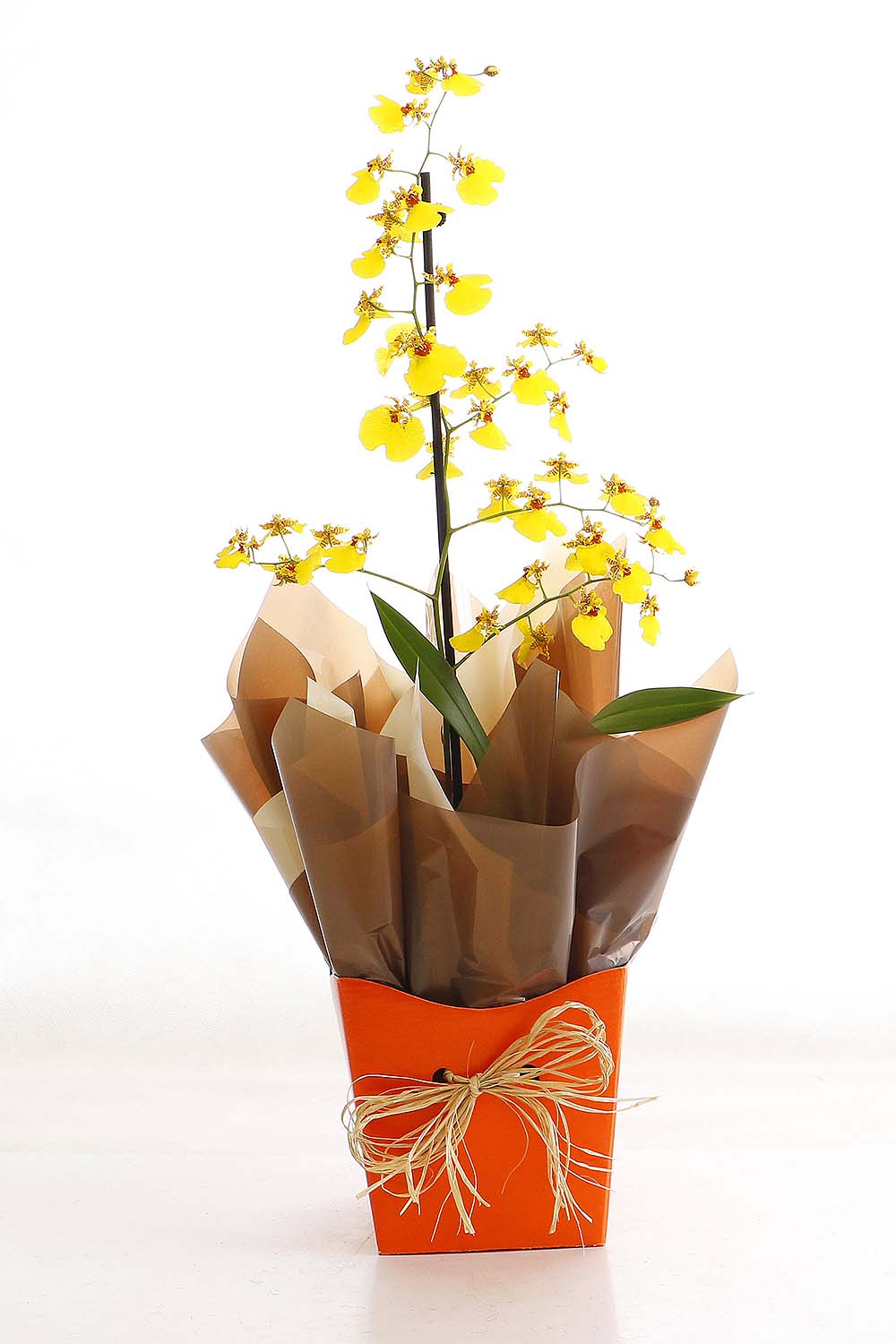 Arranjo Natural Orquidea Oncidium Madri 37