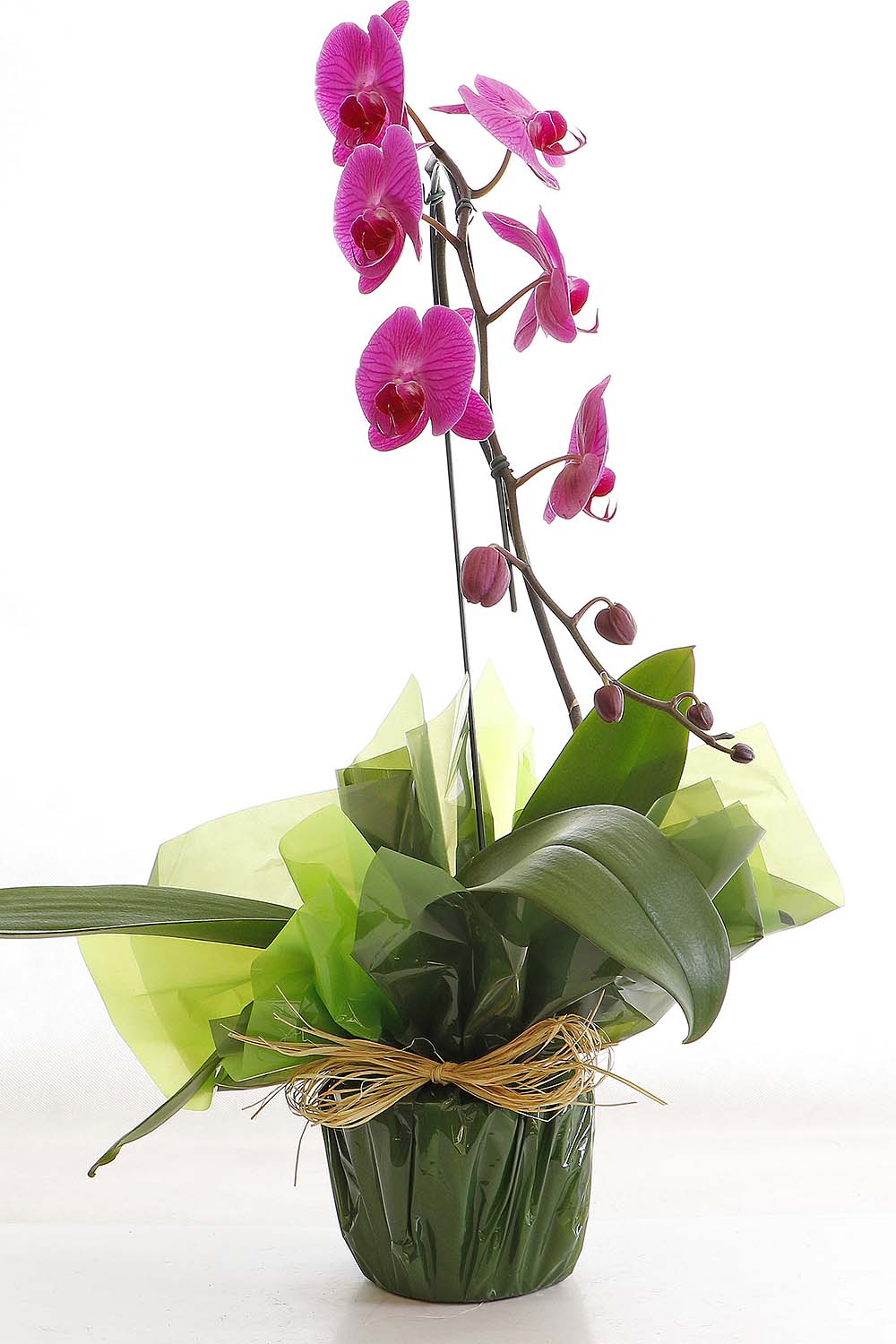 Arranjo Natural Orquidea Phalaenopsis Madri 43