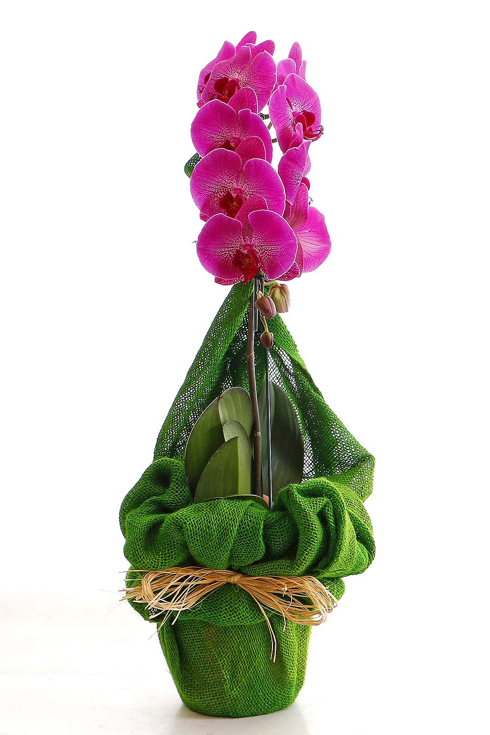 Arranjo Natural Orquidea Phalaenopsis Madri 45