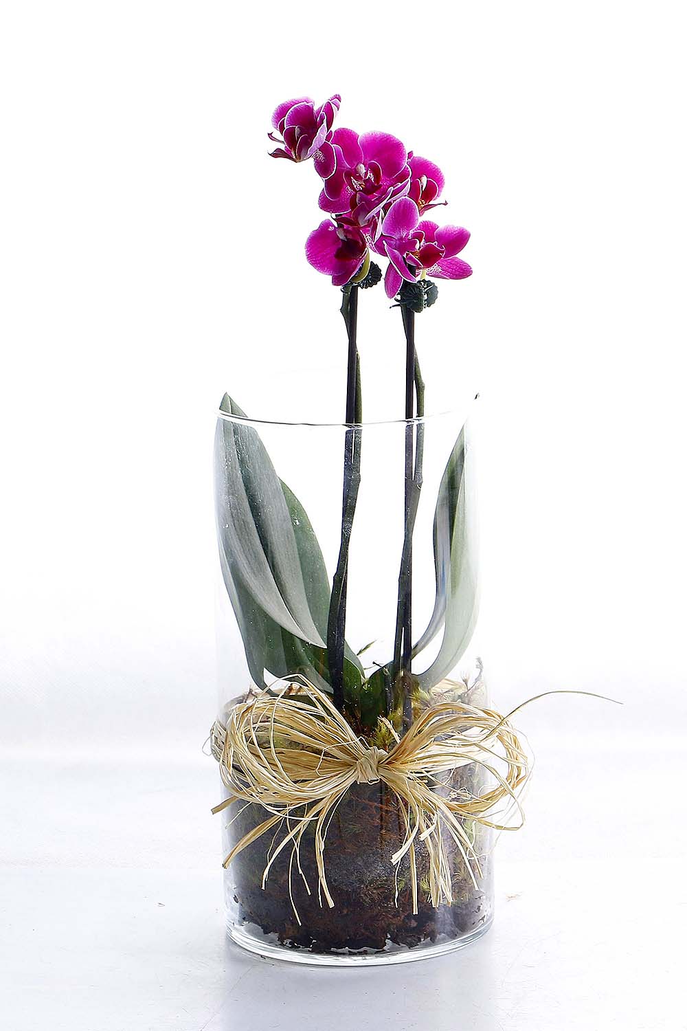 Arranjo Natural Orquidea Phalaenopsis Mini Madri 56