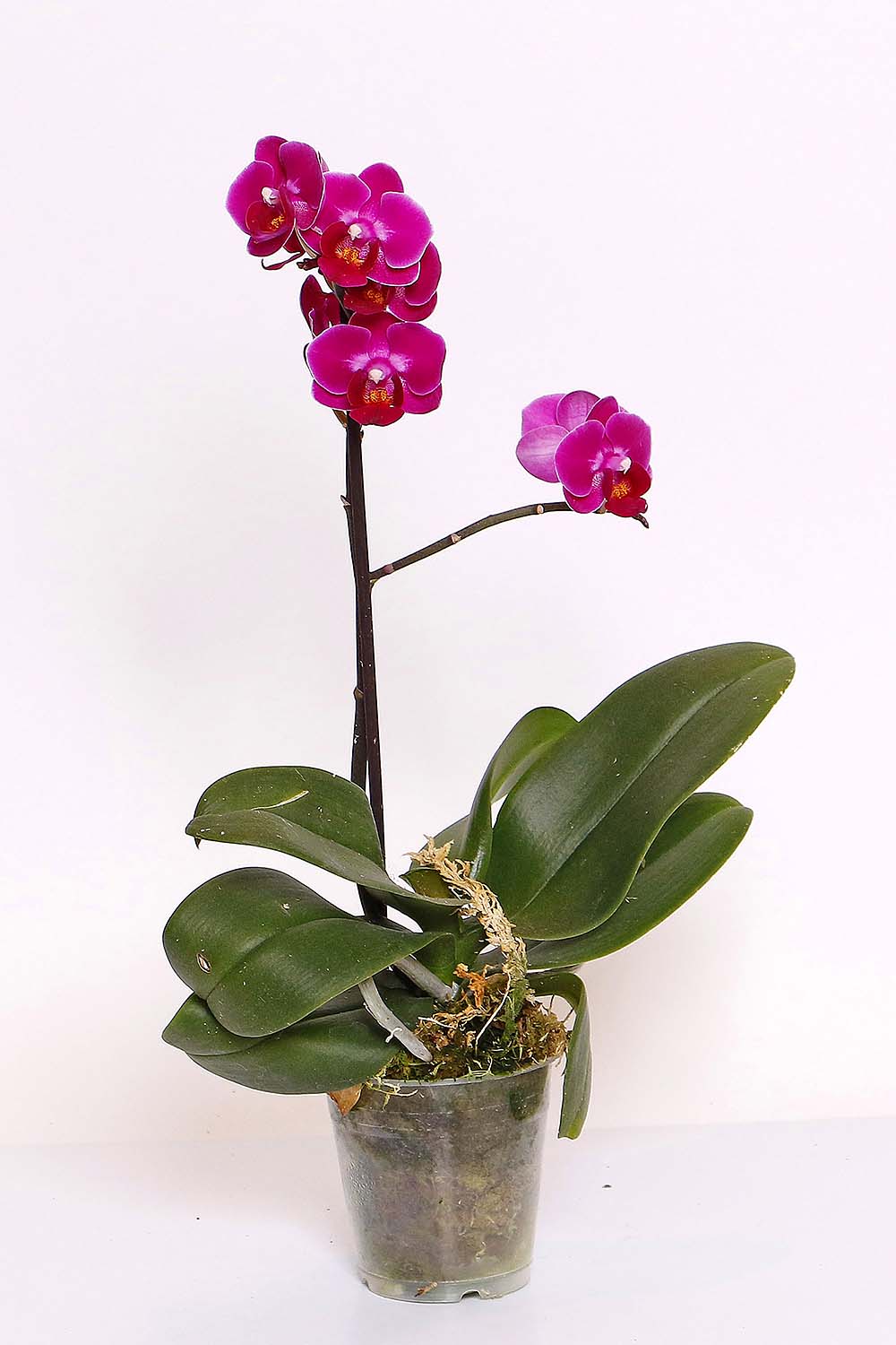 Orquidea Phalaenopsis Mini MDPT09