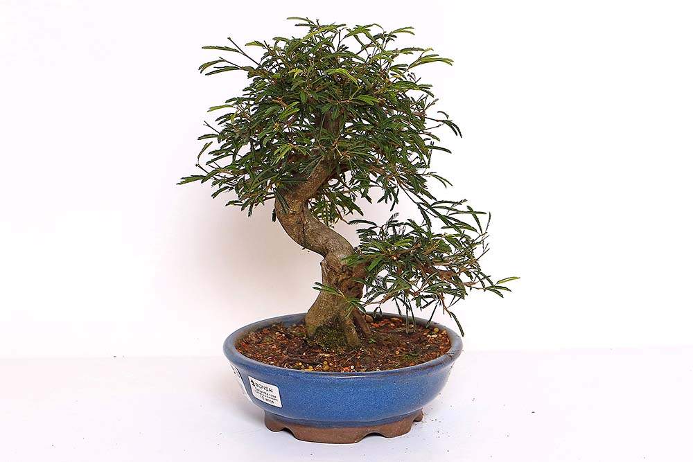 Bonsai 10
