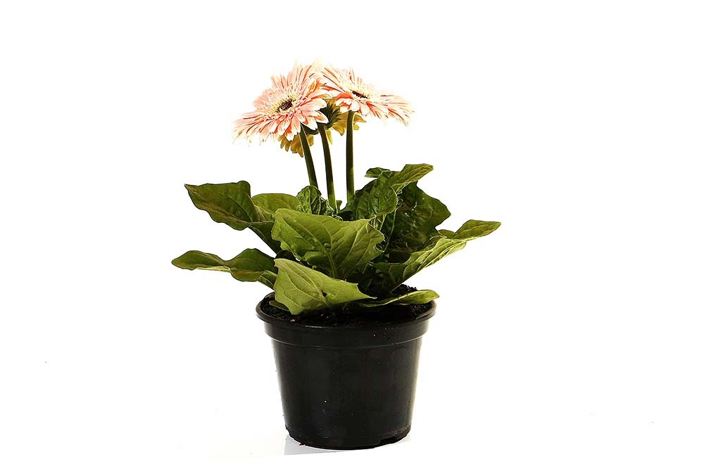 GERBERA MDPT15 - Cores Variadas