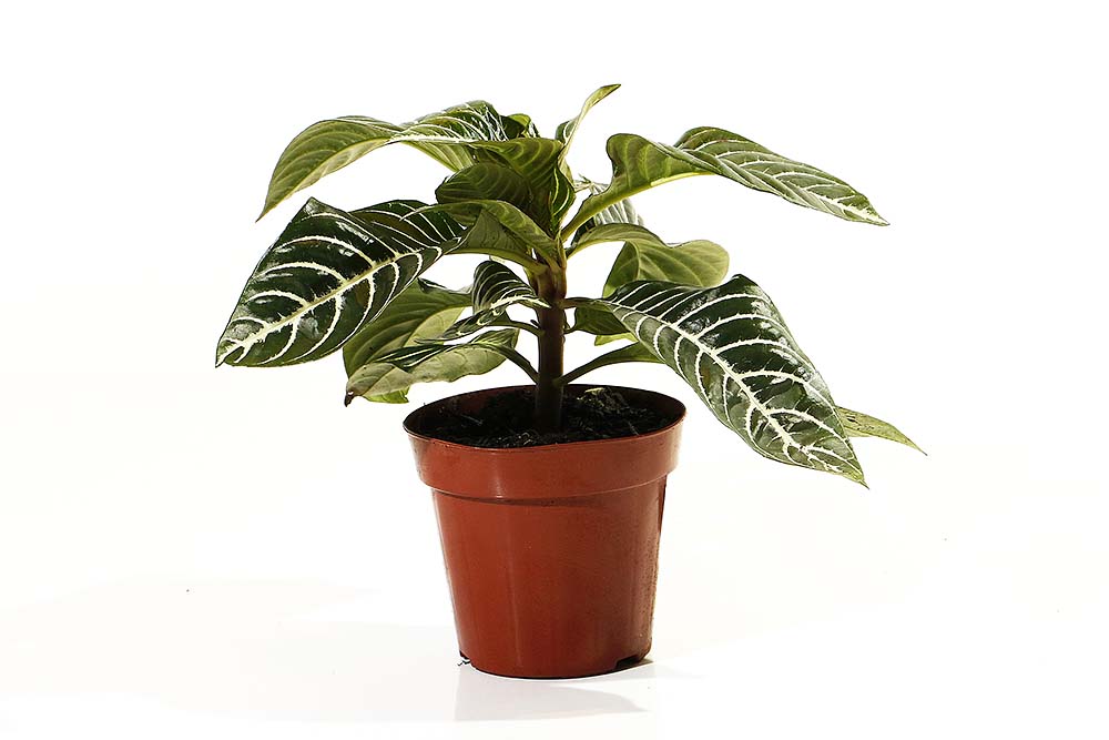 APHELANDRA MDPT15